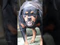 angry dog growling cuteanimal rottweiler rottweilercherrry angryanimal cute angrypuppy funny