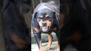 Angry dog growling #cuteanimal #rottweiler #rottweilercherrry #angryanimal #cute #angrypuppy #funny