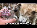 水は飲みたい時に飲むのヨ【雑種犬】