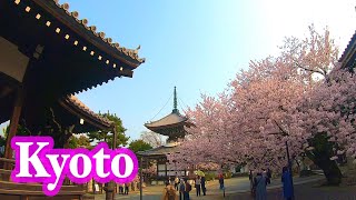 [Walk] Kyoto Cherry blossoms Honpou-Ji Temple