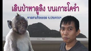 เดินป่าหาดูลิง บนเกาะโครำ จ.ประจวบฯ     ผจญไพรกับนายแกง