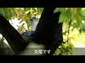 【nikon z9 野鳥】8k映像、「ツミ」の捕食と営巣の失敗、レンズ「nikkor z 100 400ｍｍ ｆ 4.5～5.6」に２倍テレコンの野鳥撮影、美しい描写