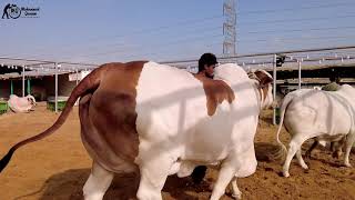 AFRIDI CATTLE KI BACHRIYA 2021 Collection