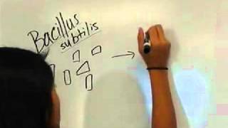 Youtube spacelab entry: Let's send B. subtilis into space!