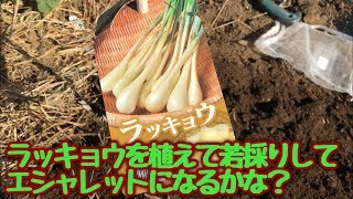 ラッキョウを植えて若採りしたらエシャレットになるのか？☆すぎおふぁーむ