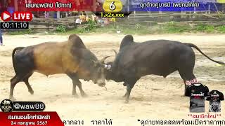 ท่ามิหรำ 24/7/67 เเสนคมพยัคฆ์ (ไอ้กาก)  พบ  ดุกด้างคู่บารมี (พยัคฆ์โคโค)