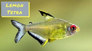 Lemon Tetra - Profile and Care Guide