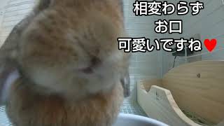 【うさぎさんの日常】朝ごはんが欲しくてたまらないうさぎさん🎵ごはんにがっつきます🍚