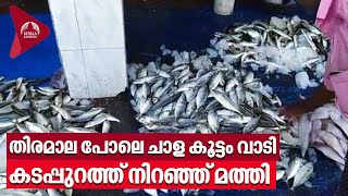 Sardine | തിരമാല പോലെ ചാള കൂട്ടം വാടി കടപ്പുറത്ത് നിറഞ്ഞ് മത്തി | Mathi | Chala