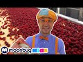 Blippi Visits a Raspberry Factory | Blippi | Kids Songs | Moonbug Kids