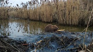 Bebrų užtvanka. Beaver Dam. 10 minutes Water Southing Sounds. Relaxation Sound of Waterfall.