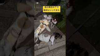 夜の寒空の下で散歩に行ってきた#ミニチュアシュナウザー #犬のいる生活 #シュナウザー #dog #多頭飼い犬