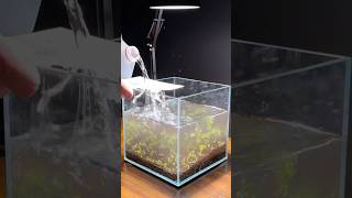 Building a 2 gallon filterless aquarium