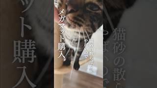 猫砂の飛び散り防止マットを購入した結果【実際どうなの？】 #猫グッズ #猫トイレ#飛び散り防止