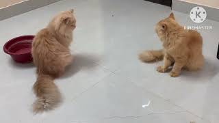 Persian cat 🐱 short#youtubeshorts #persaincat #catlover