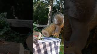 squirrel twirls around log 😆 #shorts #squirrels #cutesquirrel #cuteanimals #animalvideos