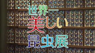 世界一美しい昆虫展開催・鹿児島会場