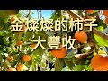 種了三年的柿子樹豐收! 金燦燦，黃金好柿，好事連連! My golden persimmons