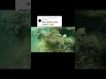 ផ្កាថ្មស្អាតៗ coral diving shortsvideos កោះរ៉ុង