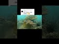 ផ្កាថ្មស្អាតៗ coral diving shortsvideos កោះរ៉ុង