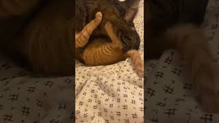 #cat #lick #lovely #catvideos #gentle