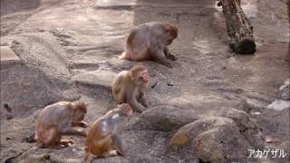 【武蔵野市】　井の頭自然文化園♪