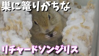 【リチャードソンジリス】毎日のように要塞を作るリチャードソンジリスw【動物たちと私。】