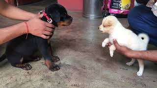 Part -2 | Max meet chulbul😄 || Rottweiler puppy with pomeriyan puppy #Rottweiler #pomeriyan #puppy