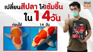 รีวิว SAKURA KOI เร่งสีสูตรใหม่ เพิ่มแอสต้าเเซนธิน 2 เท่า จะแดง 14 วันจริงไหม ไปดู!!!