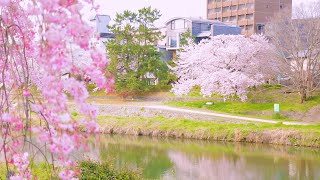 【リヴェルト京都鴨川】門出の春