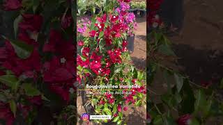 Bougainvillea Varieties,  Sri Sindhura Nursery (Kadiyam Nursery)