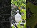 Red Footed Booby Chick