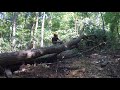 logging indiana