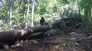 Logging Indiana