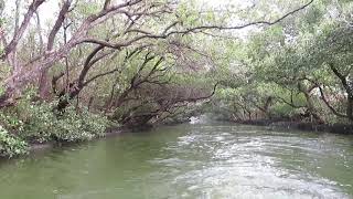 台南四草紅樹林綠色隧道