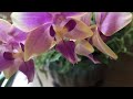 gvos2020 phalaenopsis yaphon pink bee ‘sweetheart’