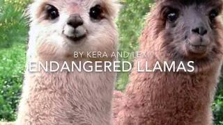 LLAMAS HAVE NOW BECOME EXTINCT?!