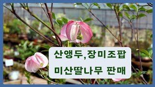 산앵두(이스라지),장미조팝,미산딸나무 판매합니다