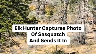 PHOTOS OF SASQUATCH SENT IN By An Elk Hunter