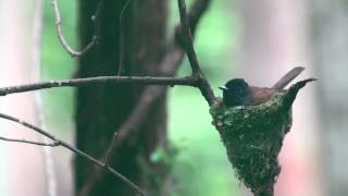 野鳥撮影・ サンコウチョウ♀の給餌　Japanese Paradise Flycatcher