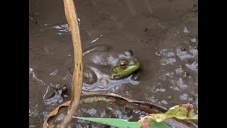 【スポット】メダカやザリガニがいるため池を眺めていたら巨大生物発見・・・　Country/Living　田舎/暮らし