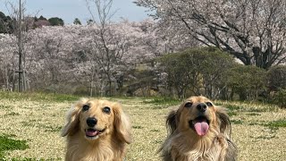 桜の名所　茨城の静峰ふるさと公園を散歩　2023年3月31日