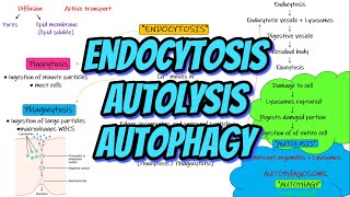 Endocytosis, Autolysis, Autophagy. Chapter 2 part 4. Guyton and Hall Physiology.