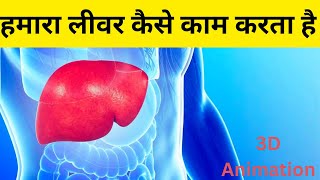 हमारा लीवर कैसे काम करता है | Working Of Human Liver | how does our liver work in 3D | what is liver