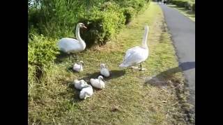 ５羽ヒナ親子市民農園横遊歩道でくつろぎ　20160605 手賀沼滝下広場つり堀周辺のハクチョウ白鳥スワンSWANS