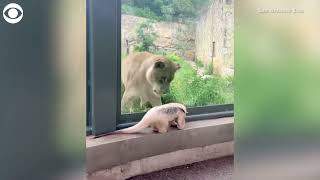 Tamandua visits lions at the San Antonio Zoo