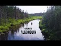 CINEMATIC ALGONQUIN WILDERNESS | Sony a7iii & DJI Mavic Pro