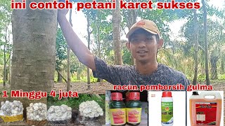 PETANI KARET INI PENDAPATANNYA LUAR BIASA BERPENGHASILAN 4 JUTA RUPIAH SATU MINGGU