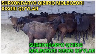 SURXONDARYO QIZIRIQ MOLBOZORI XISORI QOʻYLAR