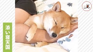 添い寝が大好きな柴犬はなちゃん💕 今日はだれと一緒にねむる…？😴【PECO TV】